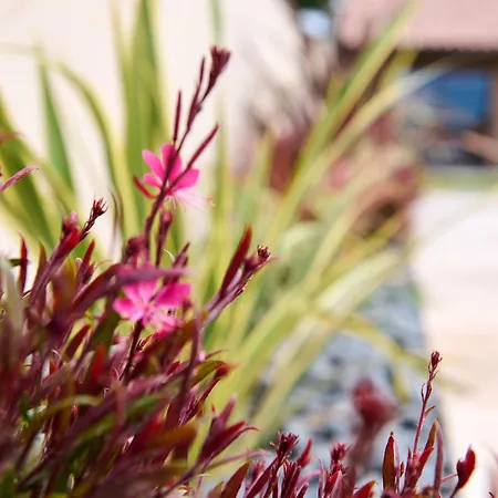 Frühstückspension Le Repaire Lagardere Lussac (Gironde)